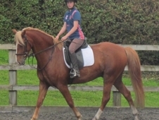 welsh wales horses horsemart pony sports chestnut exceptionally 2h gelding bred well