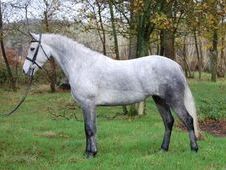 Dapple Grey Connemara Horses for sale in UK | Horsemart