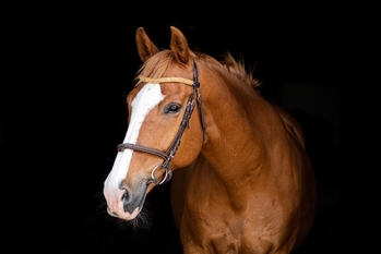 KWPN Horses for Sale | Horsemart