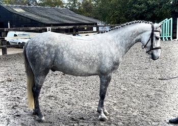 Dapple Grey Horses for sale