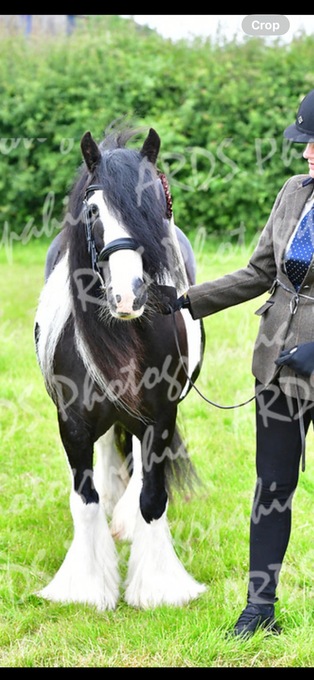 Cob Coloured Horses For Sale in Eastern | Horsemart