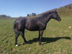 Irish Draught Horses for Sale | Horsemart